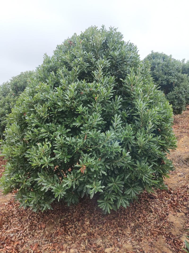 供应2.5-3米冠幅的精品杨梅树，台梅，黑炭都有