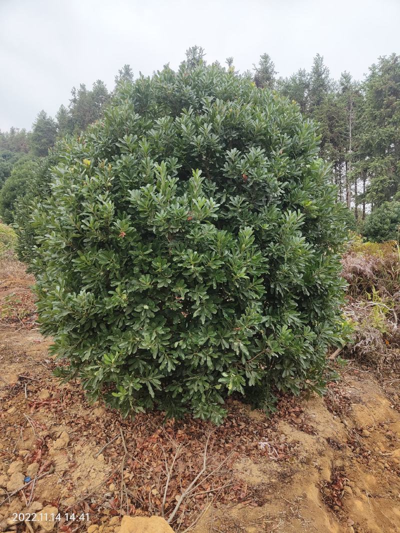 供应2.5-3米冠幅的精品杨梅树，台梅，黑炭都有