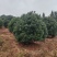 供应2.5-3米冠幅的精品杨梅树，台梅，黑炭都有