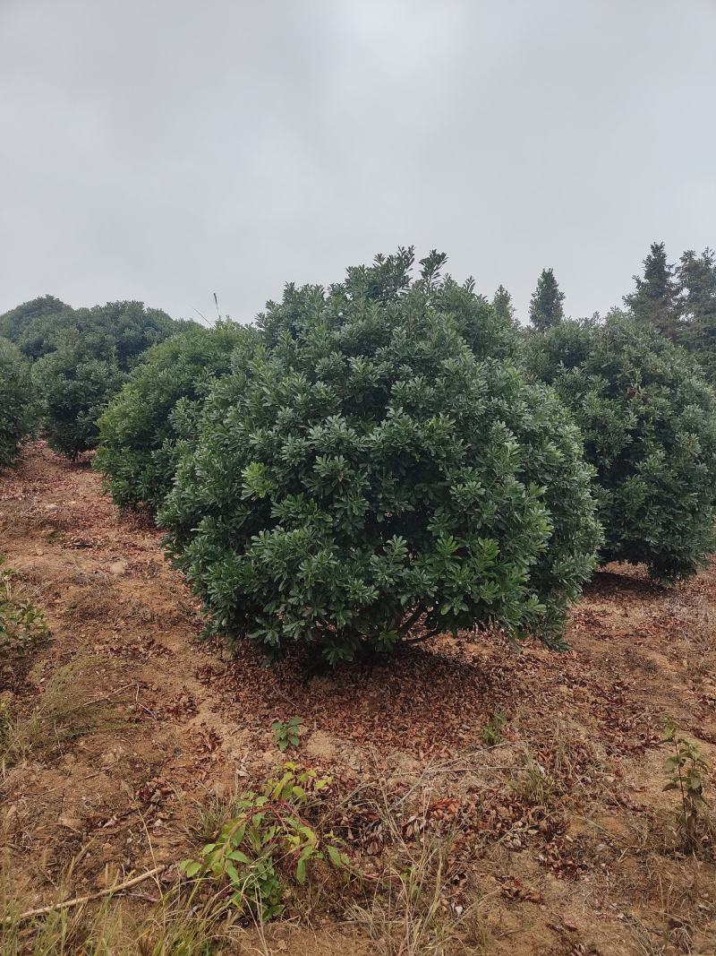 供应2.5-3米冠幅的精品杨梅树，台梅，黑炭都有