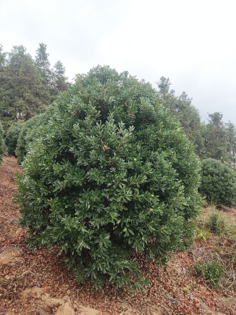 供应2.5-3米冠幅的精品杨梅树，台梅，黑炭都有