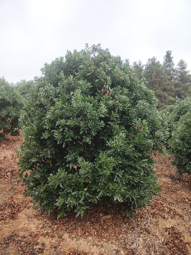 供应2.5-3米冠幅的精品杨梅树，台梅，黑炭都有