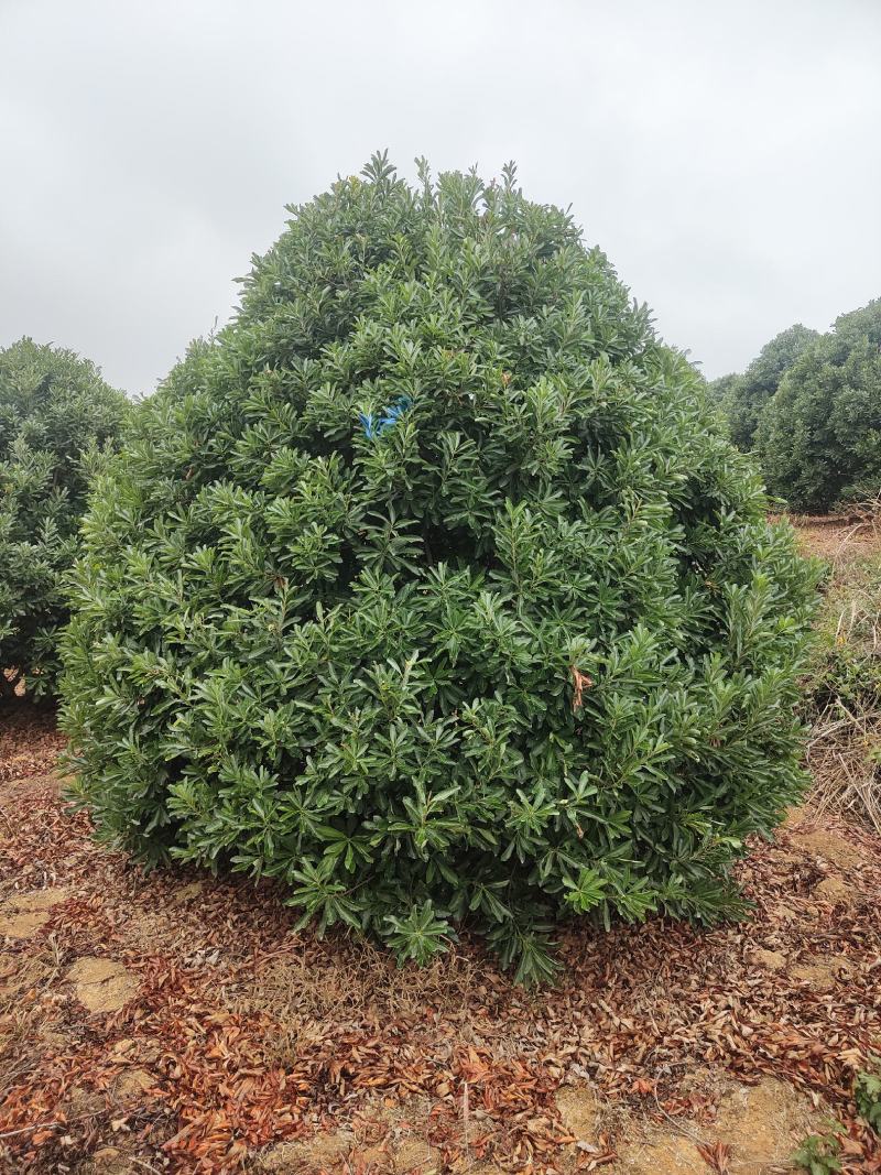 供应2.5-3米冠幅的精品杨梅树，台梅，黑炭都有