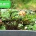 白发藓青苔苔藓盆景造型假山diy