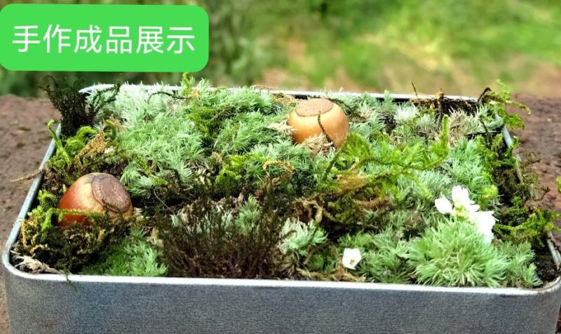 白发藓青苔苔藓盆景造型假山diy