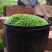 白发藓青苔苔藓盆景造型假山diy