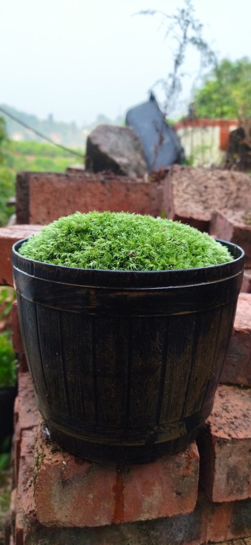 白发藓青苔苔藓盆景造型假山diy