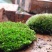 白发藓青苔苔藓盆景造型假山diy