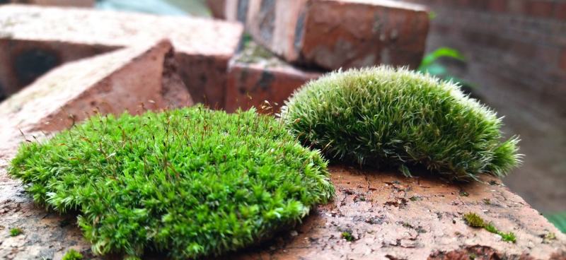 白发藓青苔苔藓盆景造型假山diy