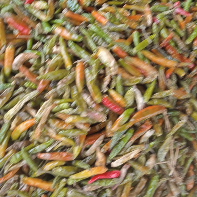 青辣椒干辣新一代三英高辣