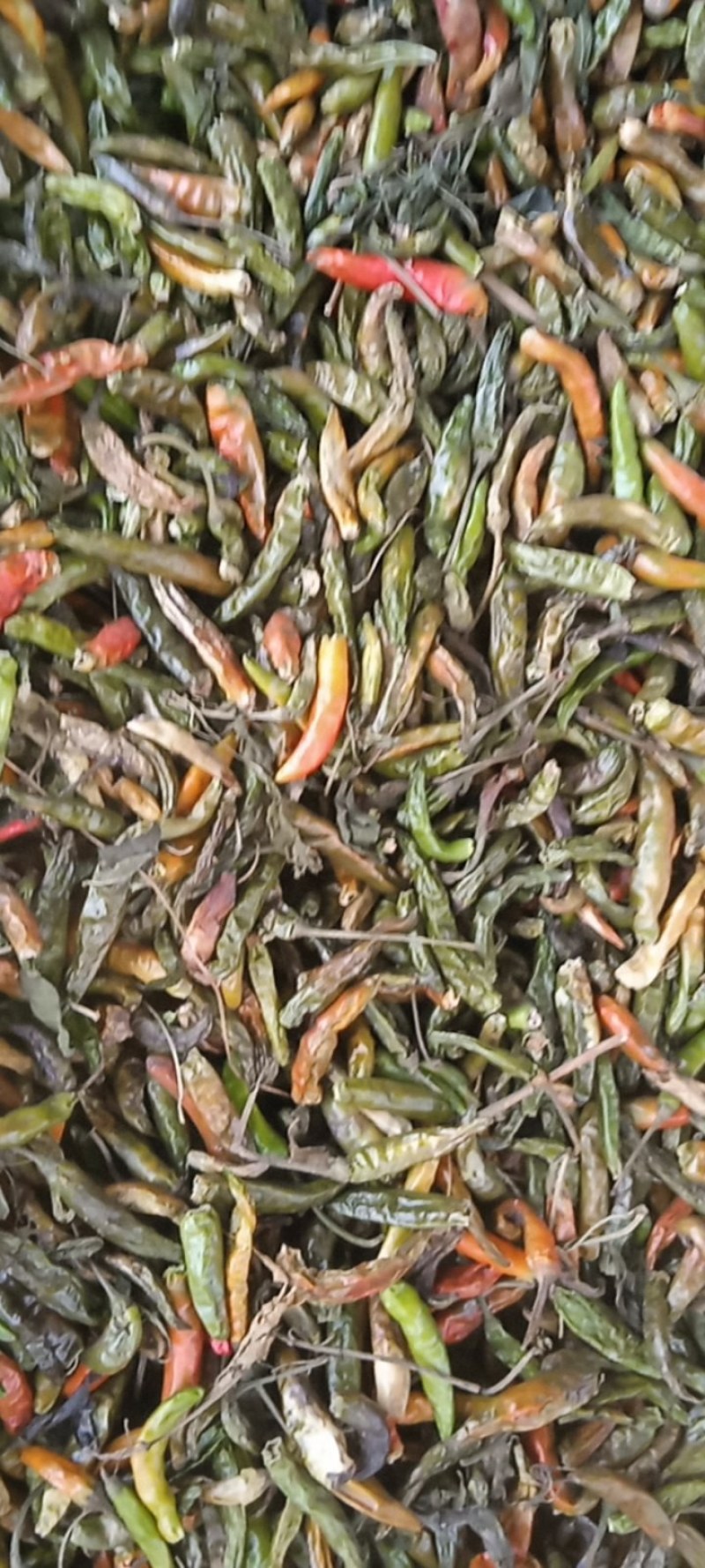 青辣椒干辣新一代三英高辣