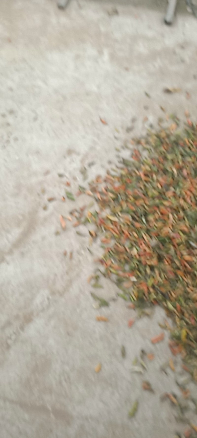 青辣椒干辣新一代三英高辣
