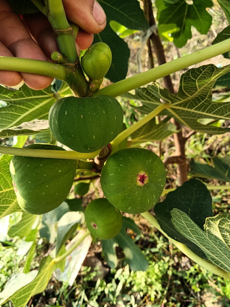 热卖无花果树苗品种规格齐全保证品种成活率死苗补发基地直发