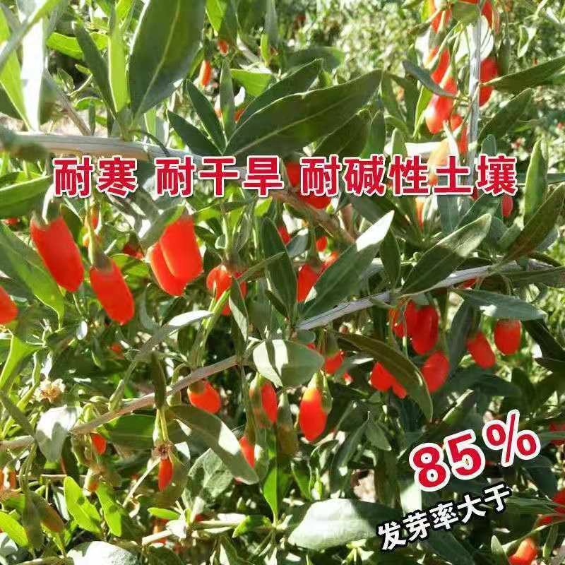 红枸杞种子农家田园播种四季播种枸杞种子阳台盆栽菜园药材种