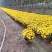 千头菊/国庆菊花基地