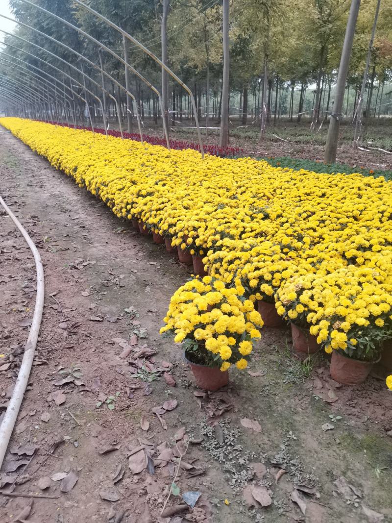 千头菊/国庆菊花基地