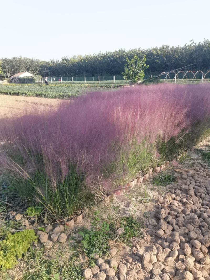 千头菊/国庆菊花基地