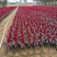 千头菊/国庆菊花基地