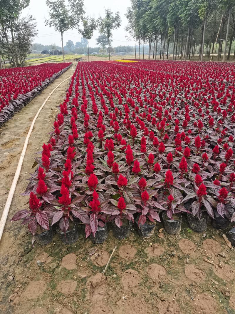 千头菊/国庆菊花基地