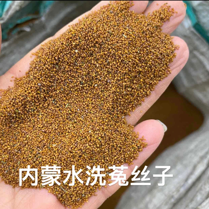 菟丝子中药材内蒙水洗菟丝子各种规格一公斤起批