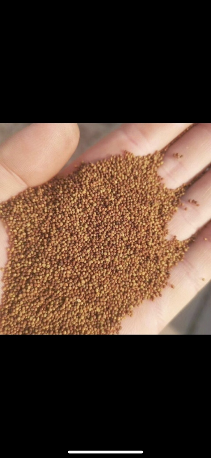 菟丝子中药材内蒙水洗菟丝子各种规格一公斤起批