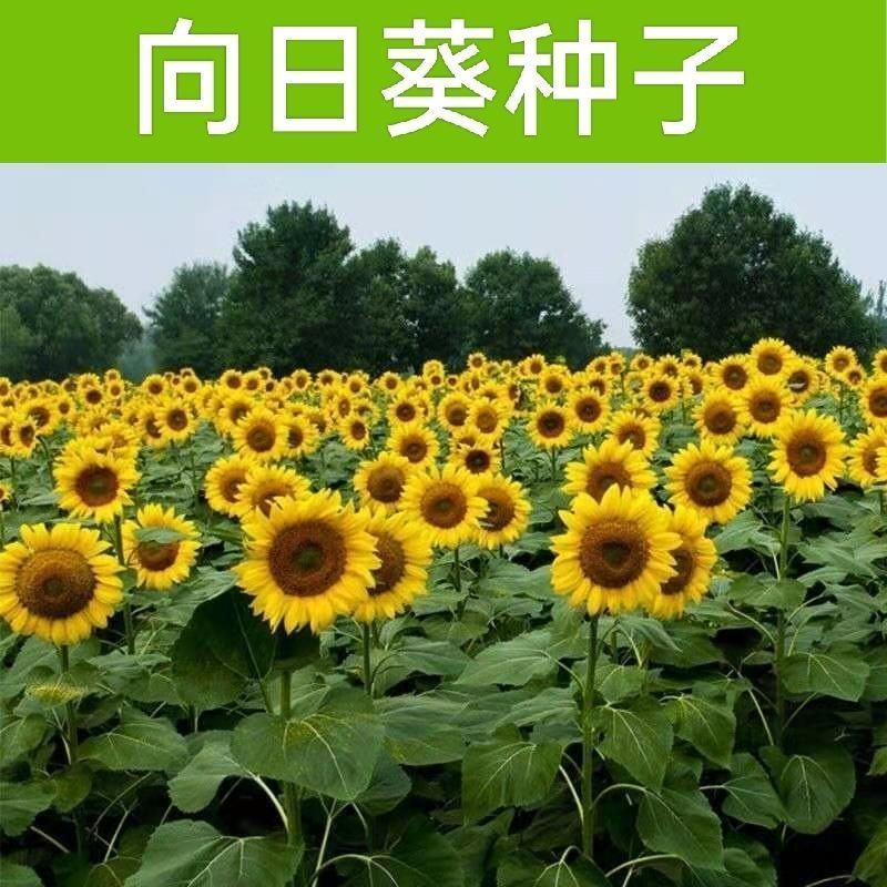 向日葵种子高产瓜子种大粒向日葵种子原种大型食用向日