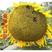 向日葵种子高产瓜子种大粒向日葵种子原种大型食用向日