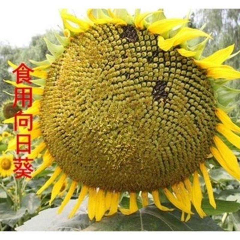 向日葵种子高产瓜子种大粒向日葵种子原种大型食用向日