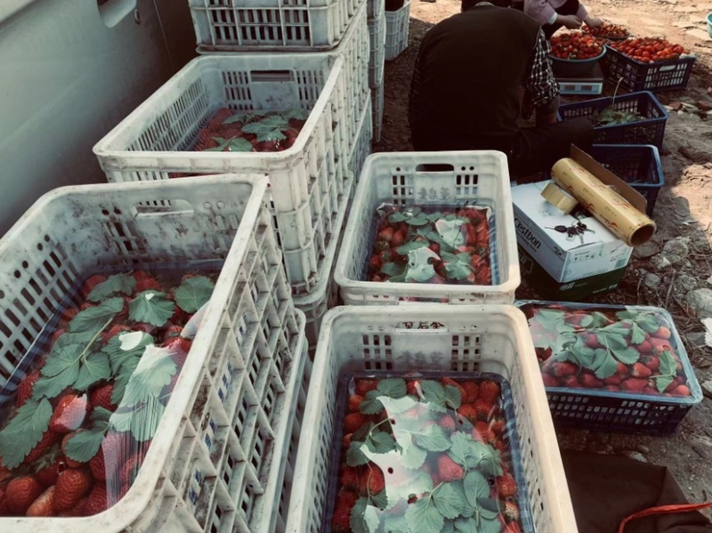 新鲜草莓现采现发需要请直接电联