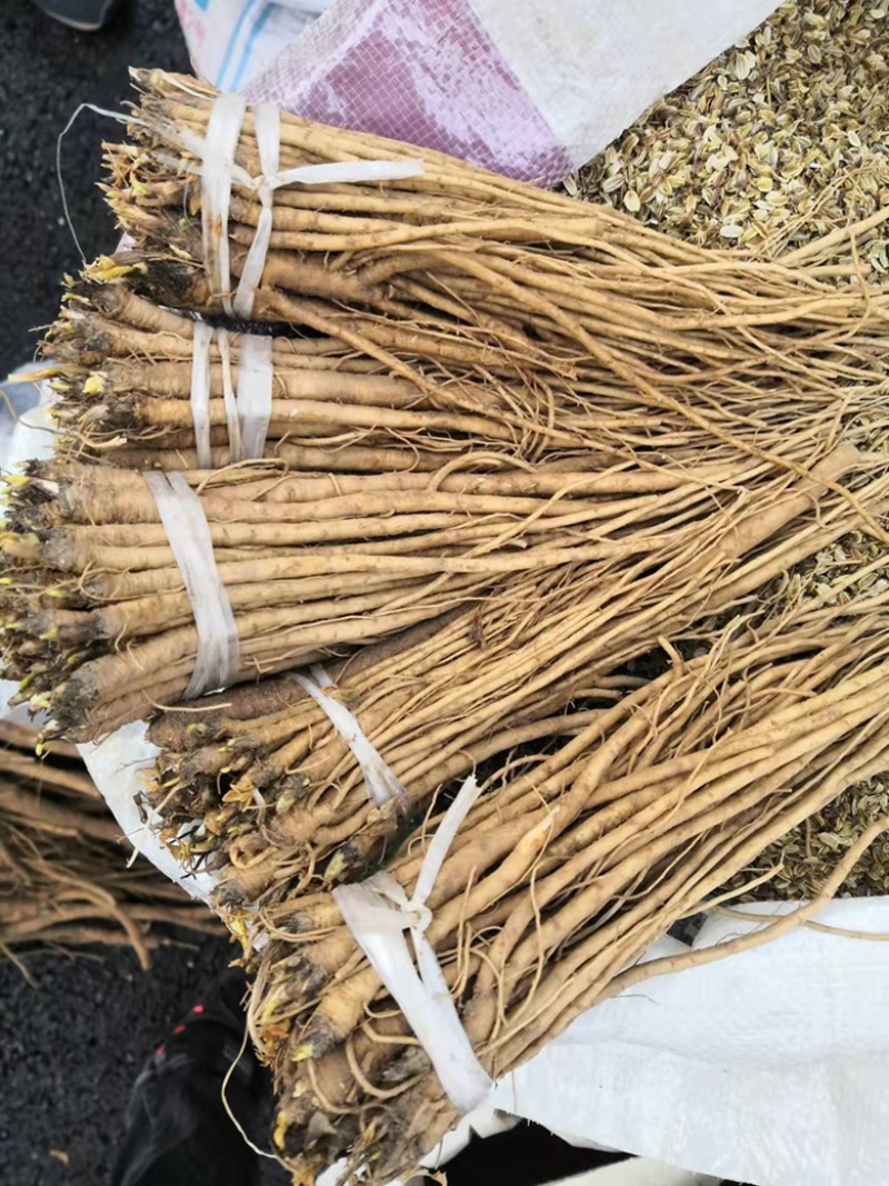 独活苗现采现挖新鲜独活小苗子包成活提供技术指包邮