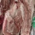 多肉尾叉骨6-7-8根装新货新开物美价廉今日特价