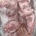 多肉尾叉骨6-7-8根装新货新开物美价廉今日特价