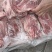 多肉尾叉骨6-7-8根装新货新开物美价廉今日特价