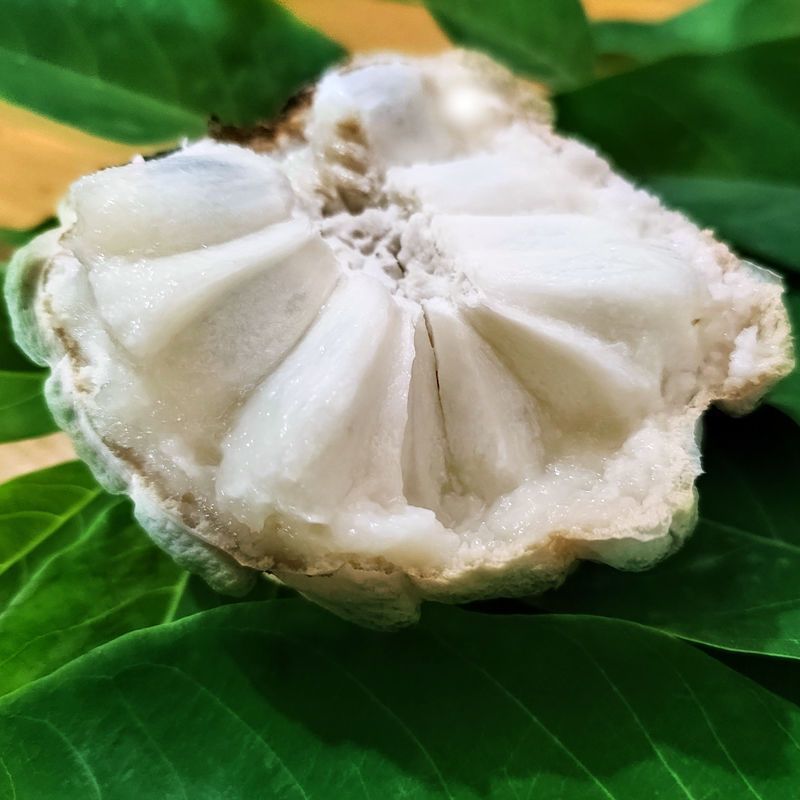 散装出售番荔枝种子果树种子林檎唛螺陀洋波罗番苞萝果释迦果