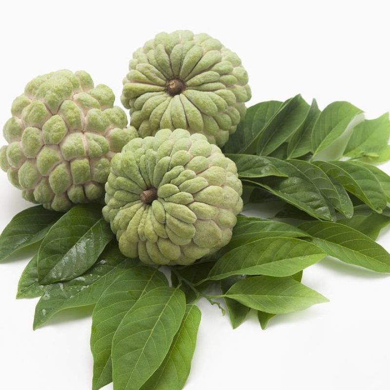 散装出售番荔枝种子果树种子林檎唛螺陀洋波罗番苞萝果释迦果