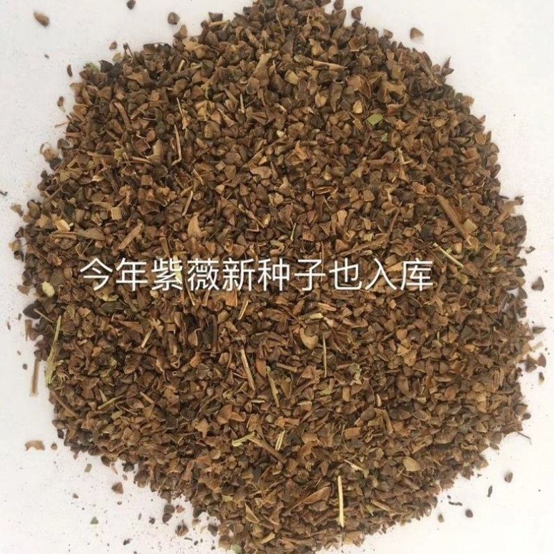 新采收紫薇种子籽紫薇花紫薇树种子火球红红火箭紫薇种子多年