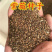 新采收紫薇种子籽紫薇花紫薇树种子火球红红火箭紫薇种子多年