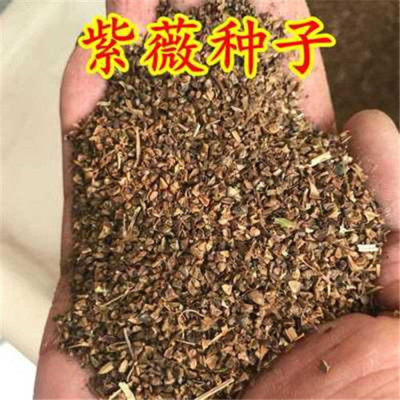 新采收紫薇种子籽紫薇花紫薇树种子火球红红火箭紫薇种子多年