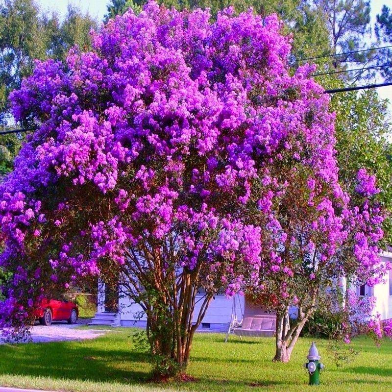 新采收紫薇种子籽紫薇花紫薇树种子火球红红火箭紫薇种子多年
