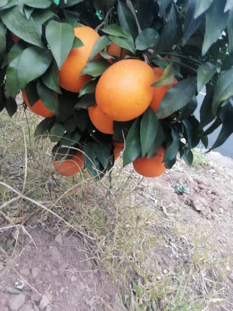 湖北精品纽荷尔脐橙产地直发品质保证一手货源