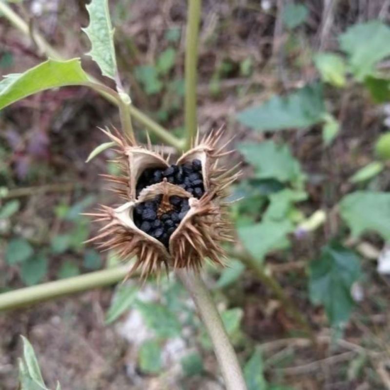 曼陀罗种子新采中草药种子药材种子新采种子药材种子曼陀罗种