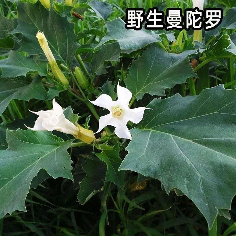 曼陀罗种子新采中草药种子药材种子新采种子药材种子曼陀罗种