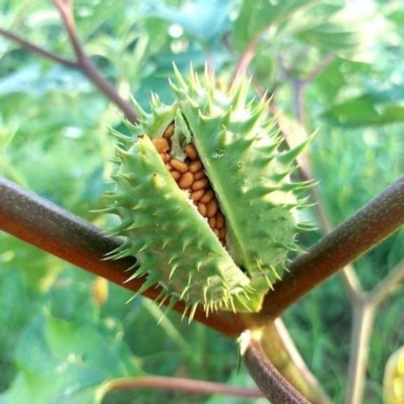 曼陀罗种子新采中草药种子药材种子新采种子药材种子曼陀罗种