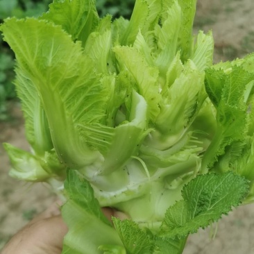 儿菜