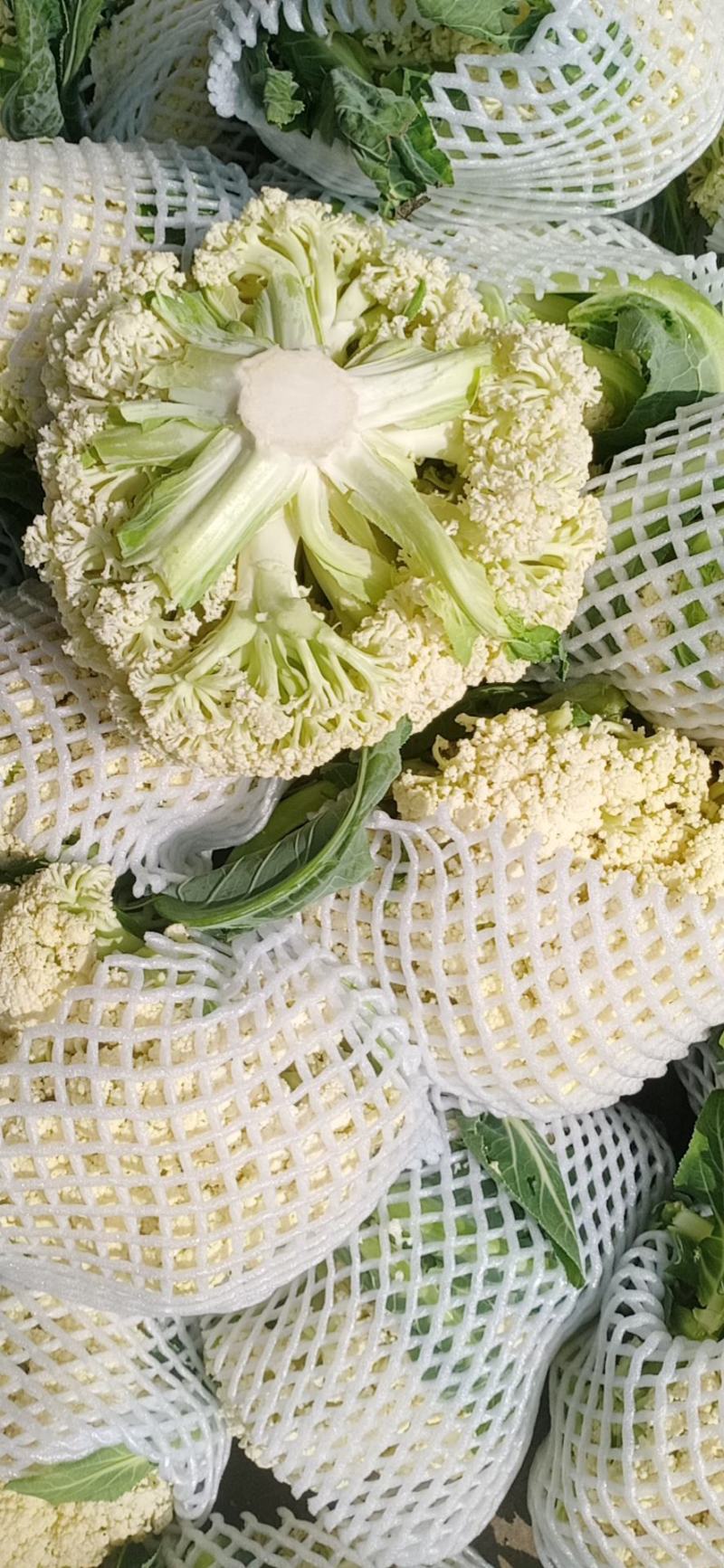 【基地直发】湖北优质花菜白面青梗松花菜小米粒菜花