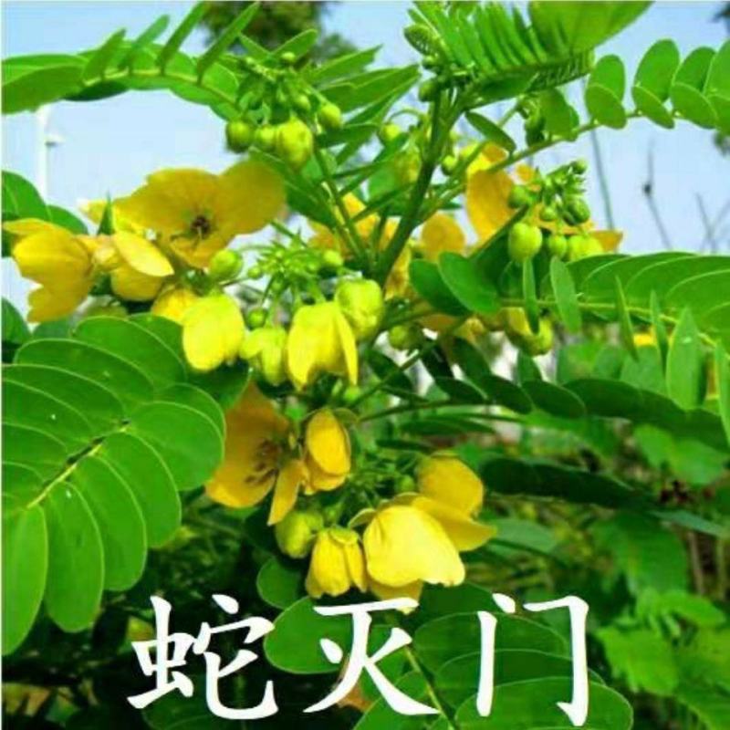蛇灭门种子驱虫驱蚊草花种籽庭院阳台盆栽花卉四季易种望江南