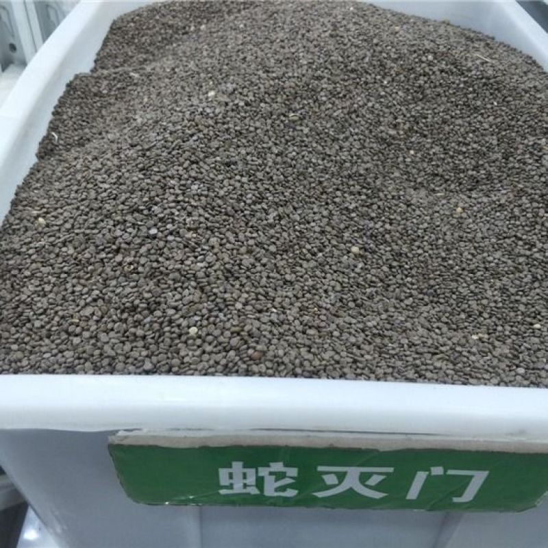 蛇灭门种子驱虫驱蚊草花种籽庭院阳台盆栽花卉四季易种望江南