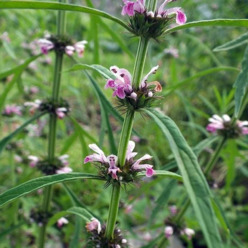 益母草种子药材籽茺蔚子中药才籽苗芽菜散装新产可兽用