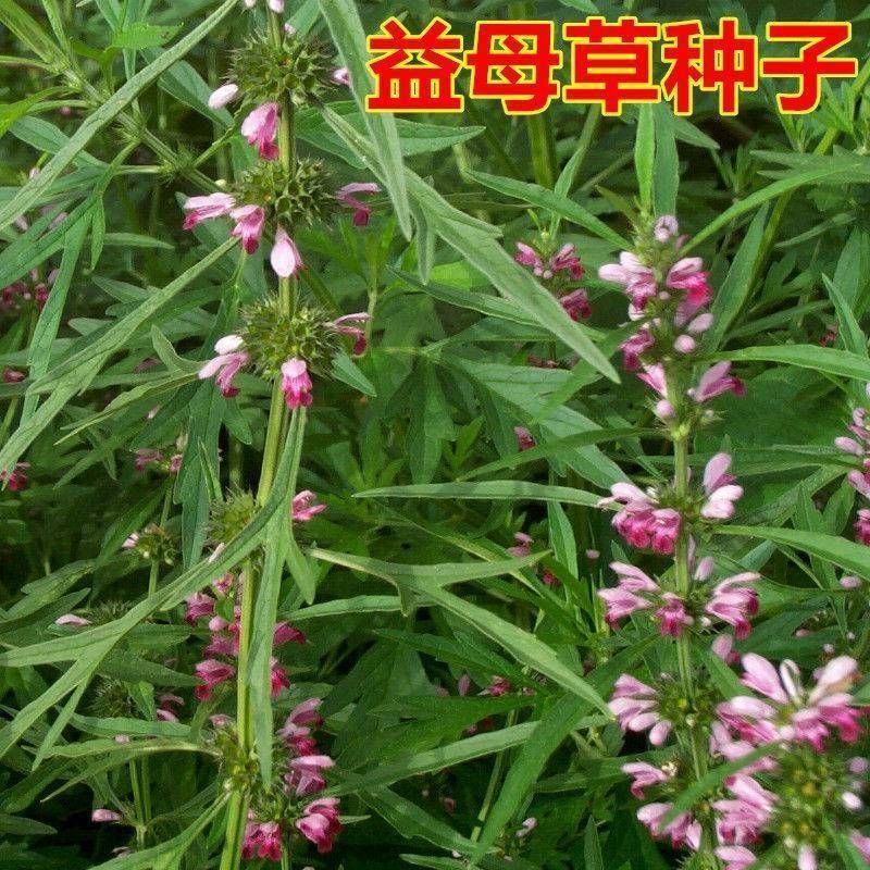 益母草种子药材籽茺蔚子中药才籽苗芽菜散装新产可兽用