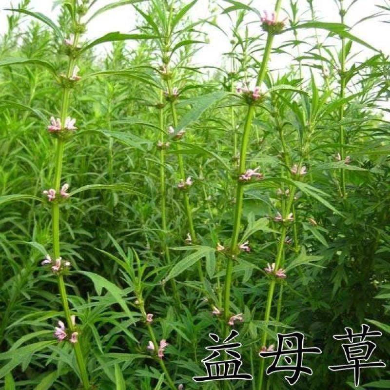 益母草种子药材籽茺蔚子中药才籽苗芽菜散装新产可兽用